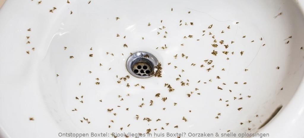 Rioolvliegjes in huis Boxtel? Oorzaken & snelle oplossingen